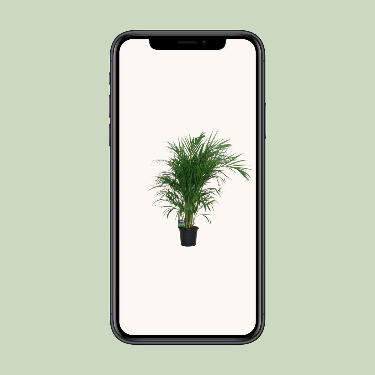 Dypsis Lutescens 120 - Ø19cm - ↕100 cm | Goldfruchtpalme