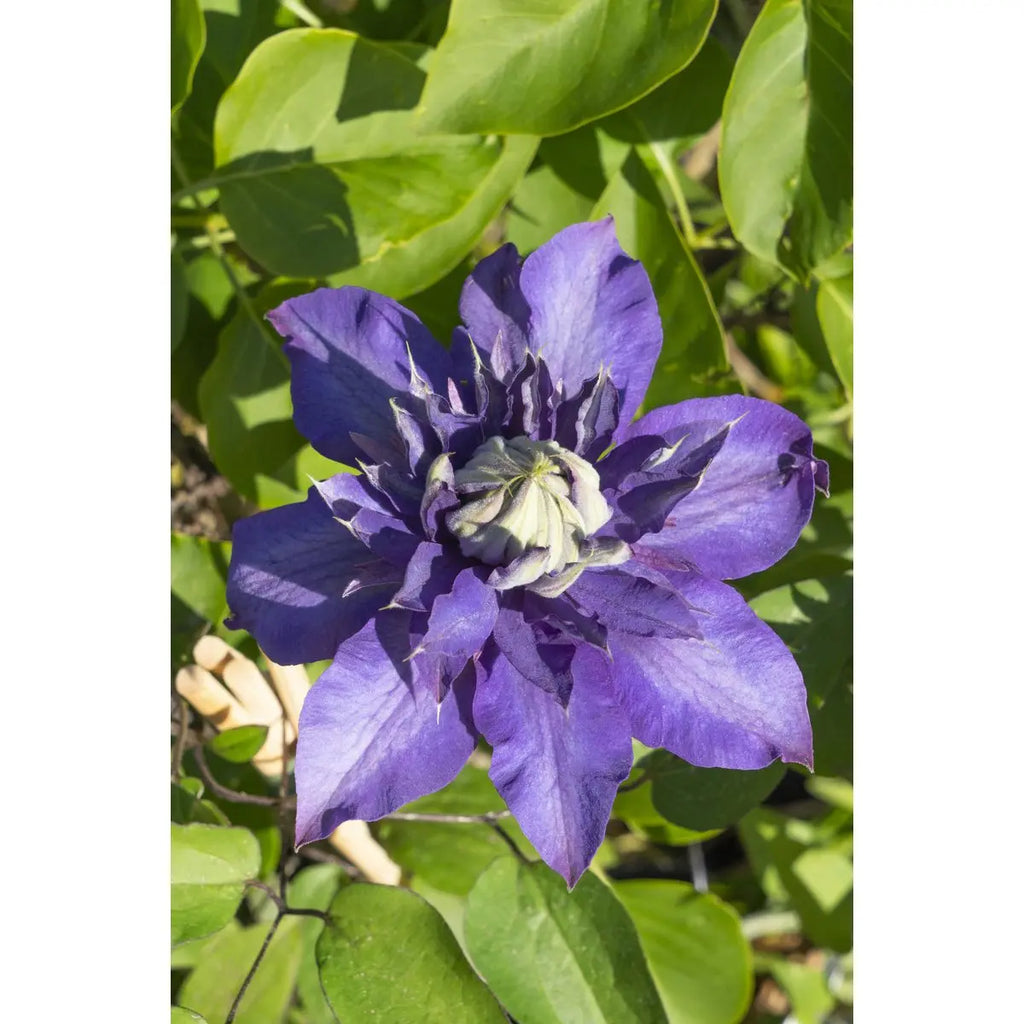 3x - Clematis Multi Blue - ↨65cm - Ø15 MEERgroothandel Planten