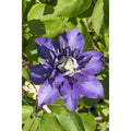 3x - Clematis Multi Blue - ↨65cm - Ø15 MEERgroothandel Planten