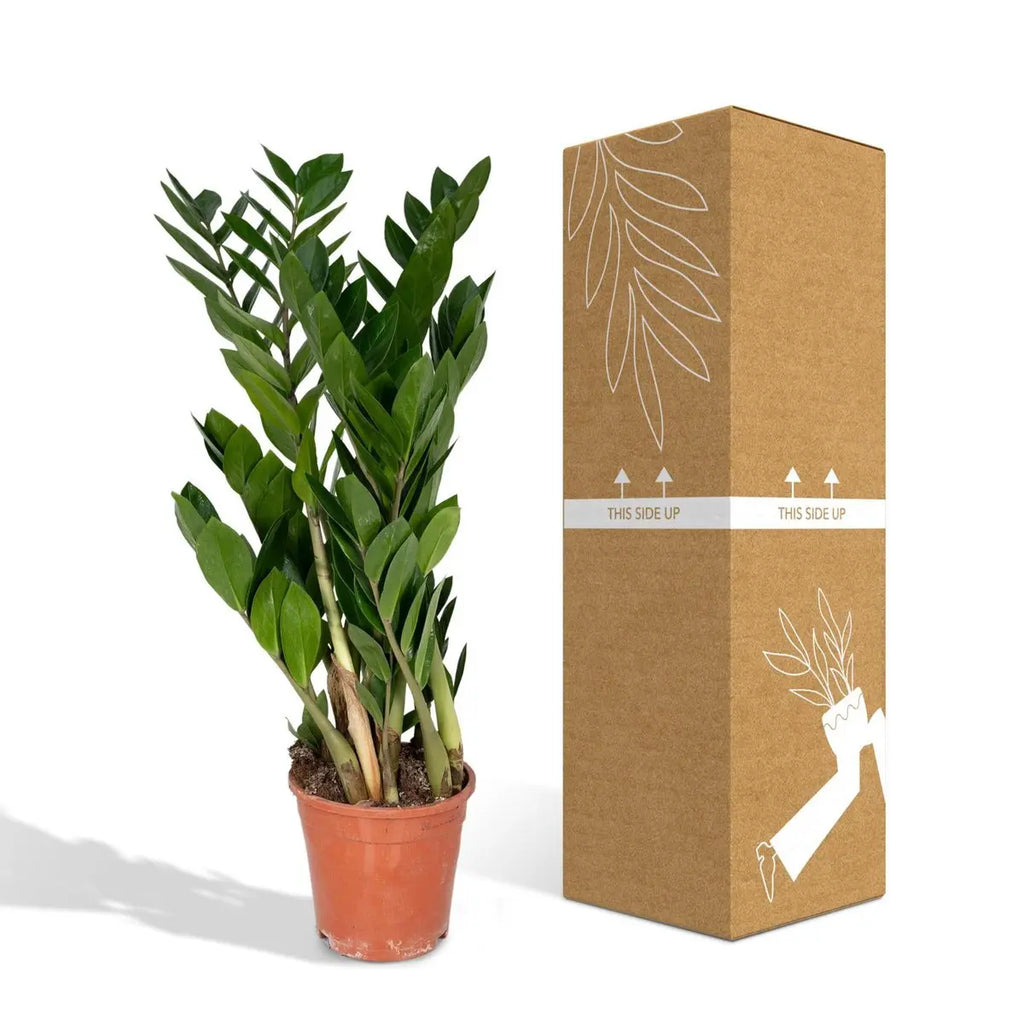 Zamioculcas Zamiifolia - Smaragdpalme - Ø17cm - ↕70cm MEERgroothandel Planten