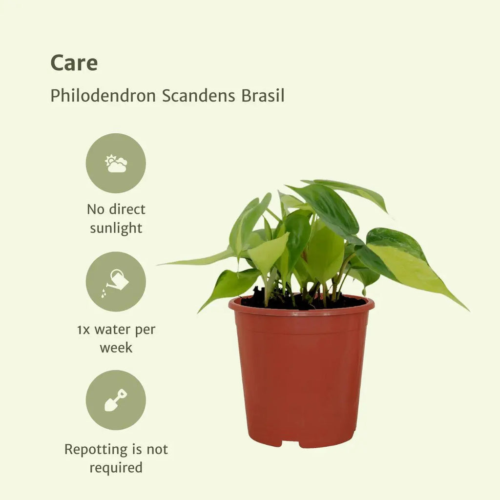 Philodendron Scandens Brasil - 4 Stück - ø12cm - ↕15cm MEERgroothandel Planten