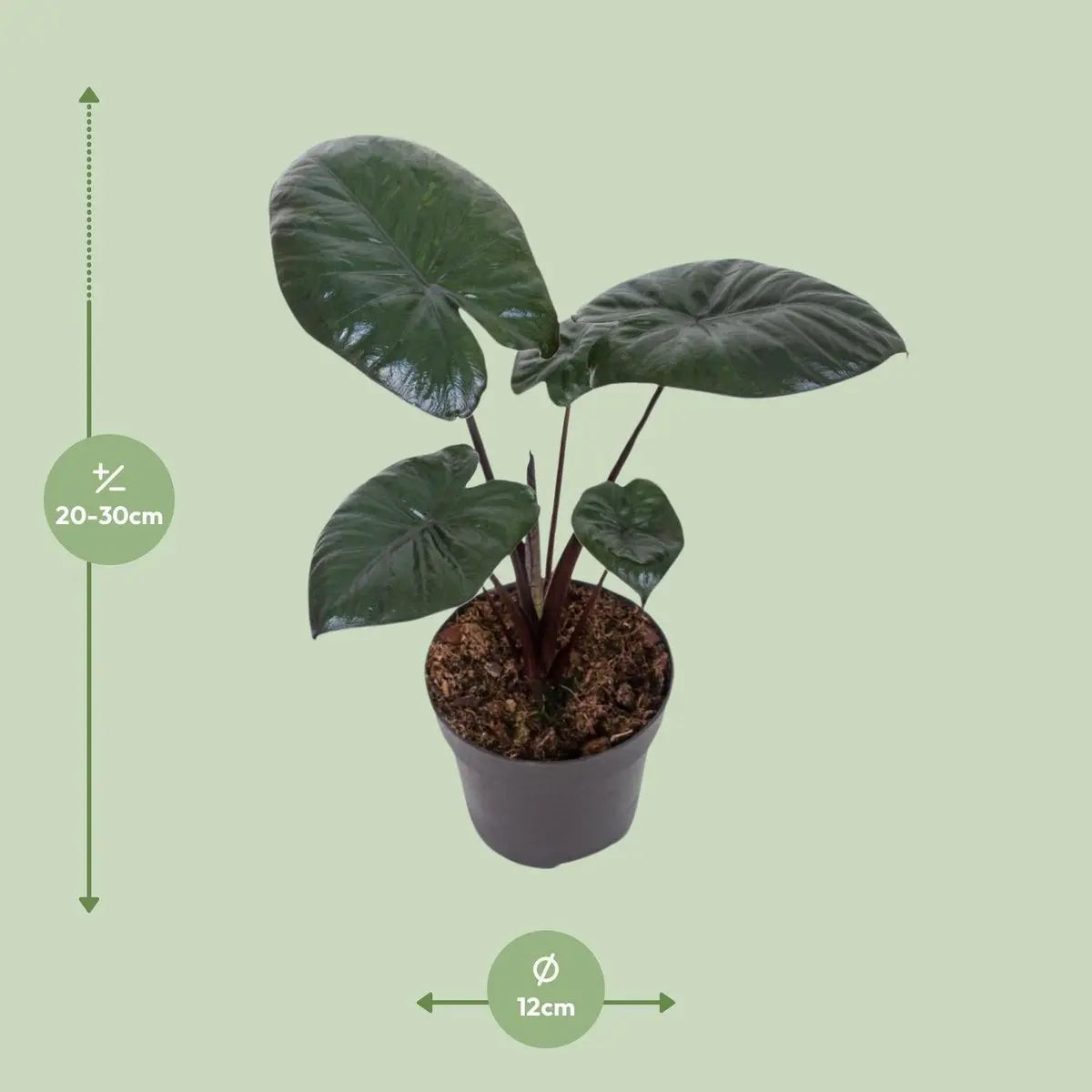 Alocasia Chocolate Green [P12-H27] | Exotisches Blattwerk