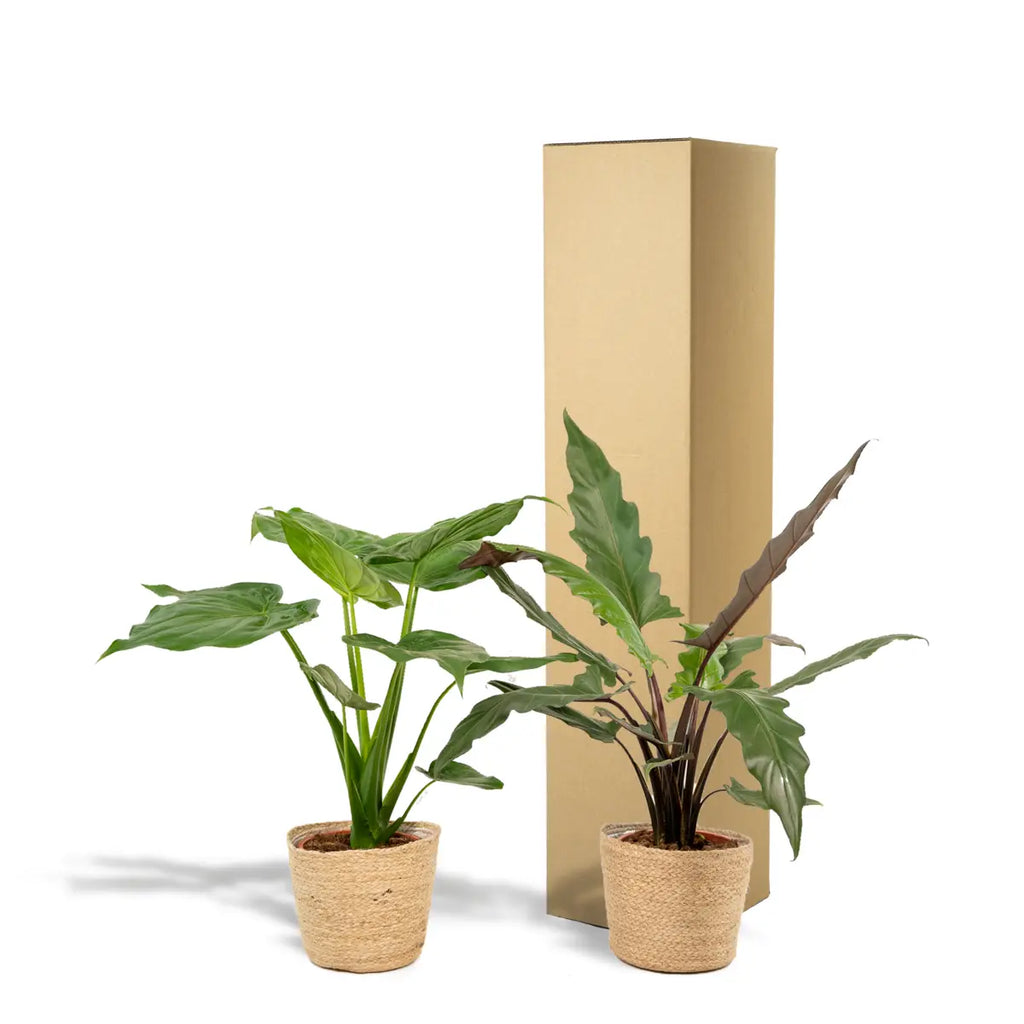 Alocasia cucullata - Ø19cm - ↕60cm + Alocasia lauterbachiana - Ø19cm - ↕75cm + Mand Selin MEERgroothandel Planten