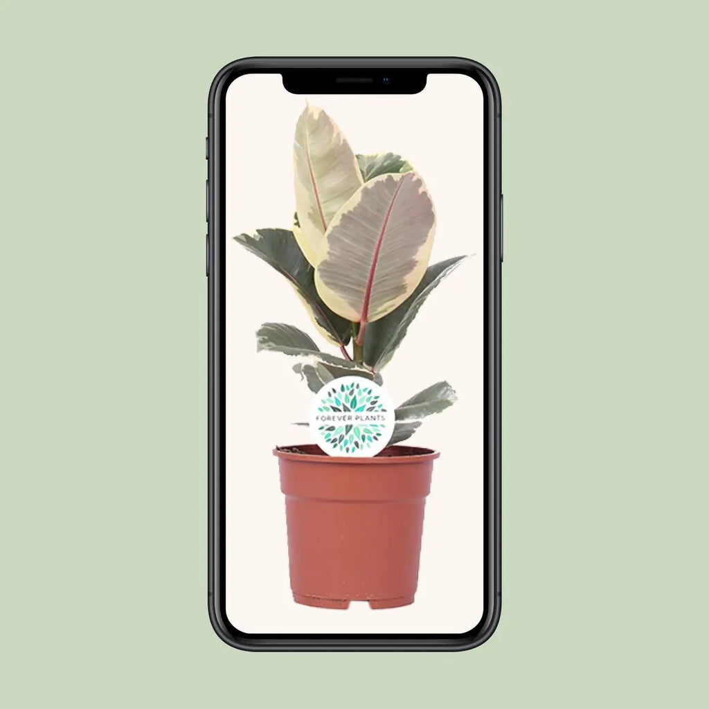 Ficus elastica Tineke - Ø17cm - ↕50 cm | Buntlaubiger Gummibaum