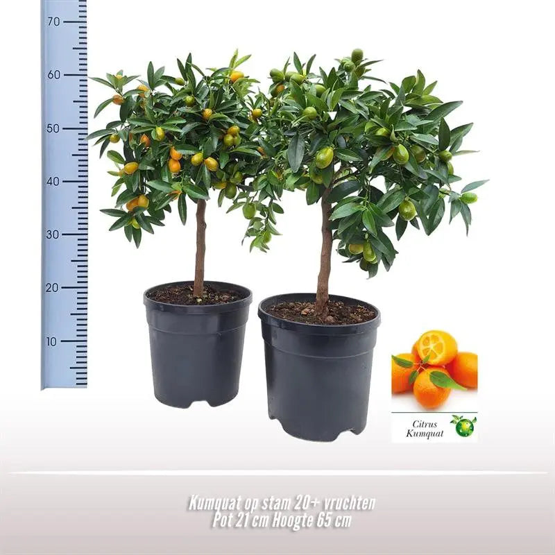 Kumquat auf Stam | [P21-H65] MEERgroothandel Planten