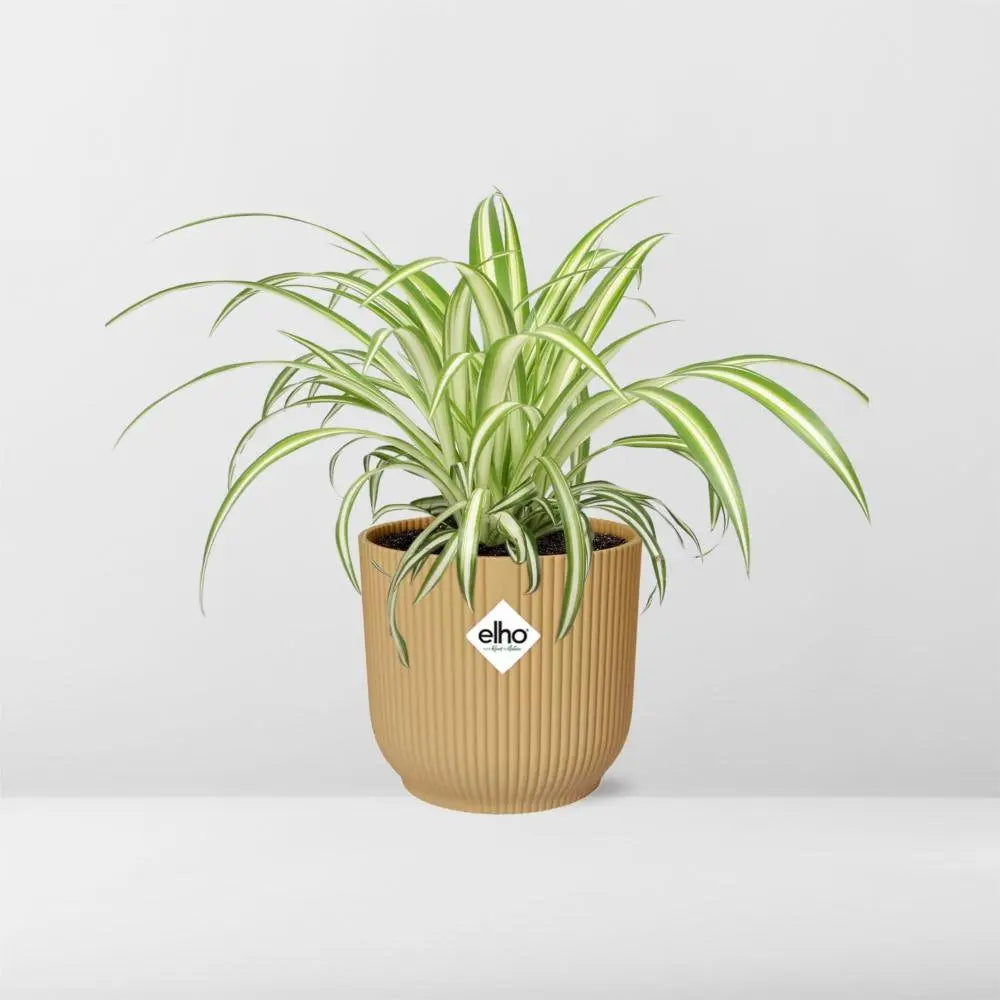 Chlorophytum comosum variegatum in Elho -Vibes Falten Sie 14 cm Geel MEERgroothandel Planten