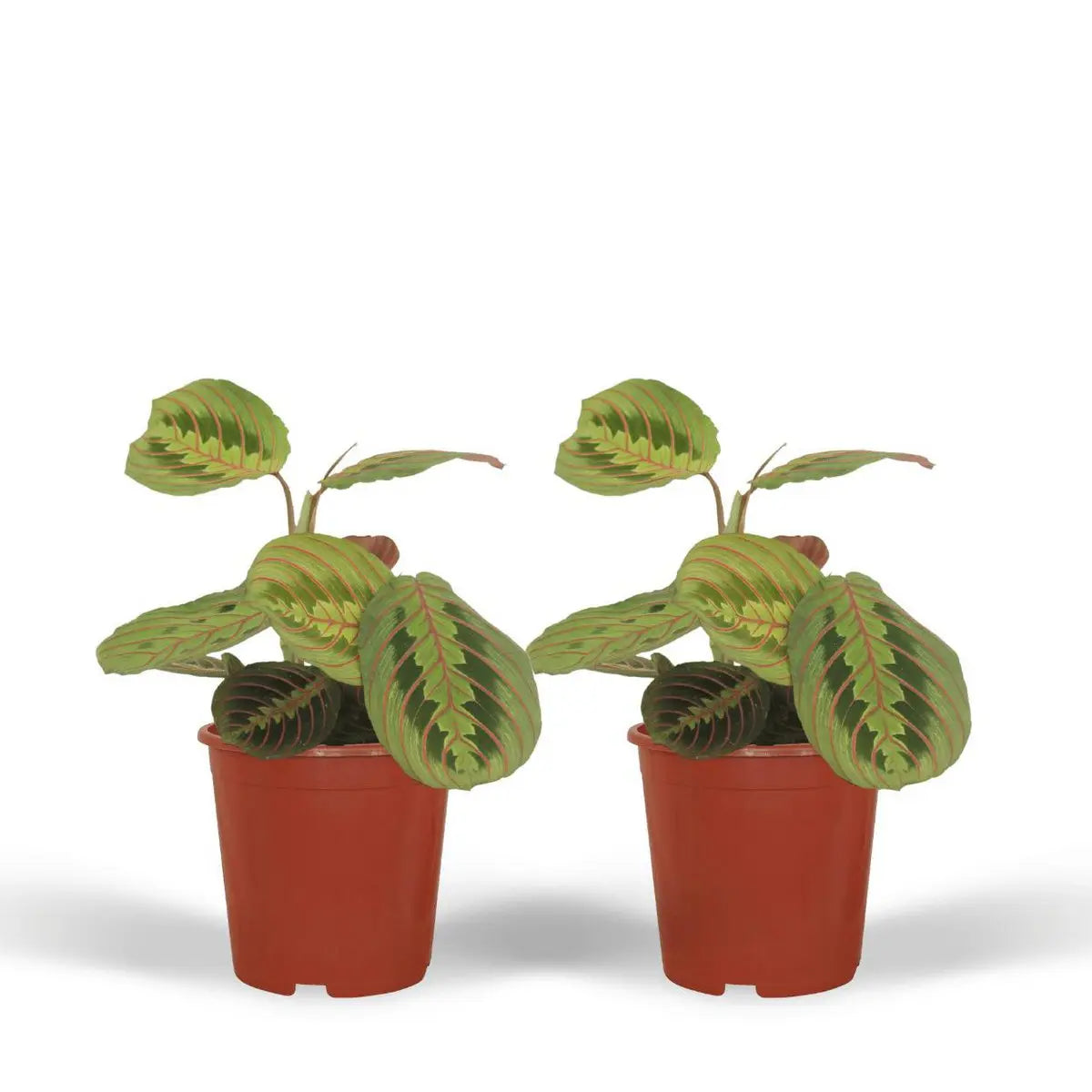 2x Maranta Fascinator - PijlWortel - 20 cm - Ø12 MEERgroothandel Planten