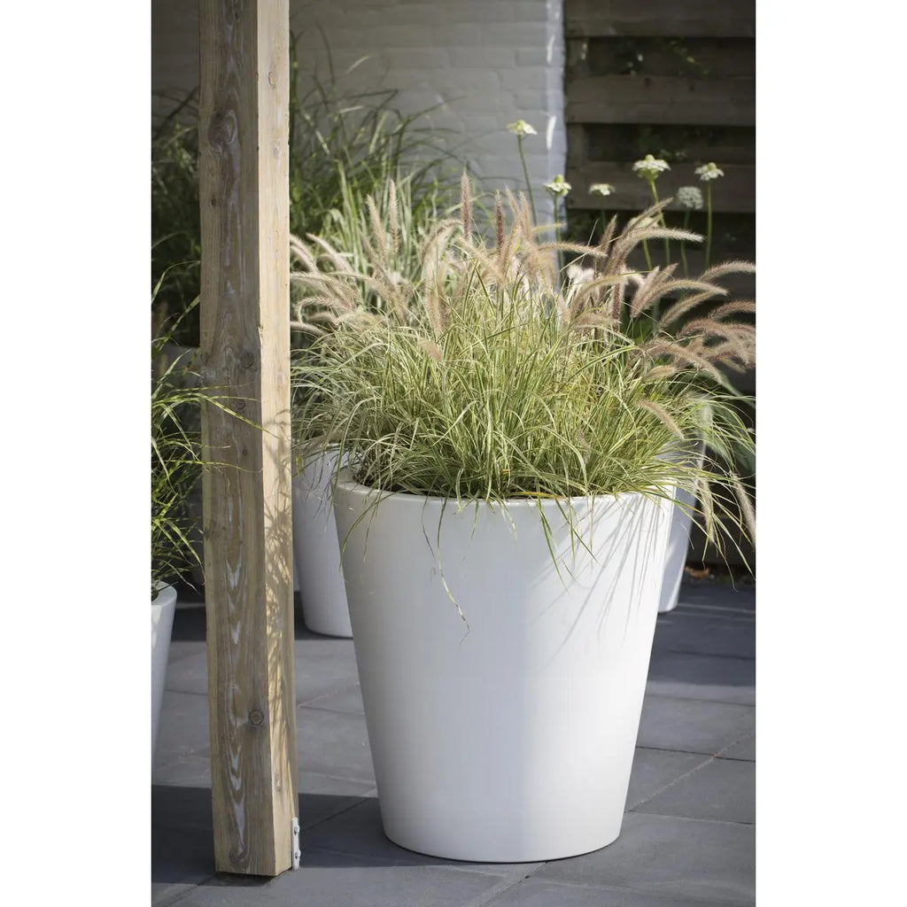 Carex 'Feather Falls' - ↕40cm - Ø19 | dekorative wintergrüne Segge