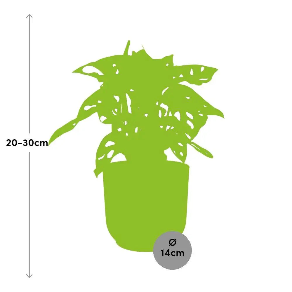 Monstera „Monkey Leaf“ in Elho Vibes Falten Sie 14 cm Geel MEERgroothandel Planten