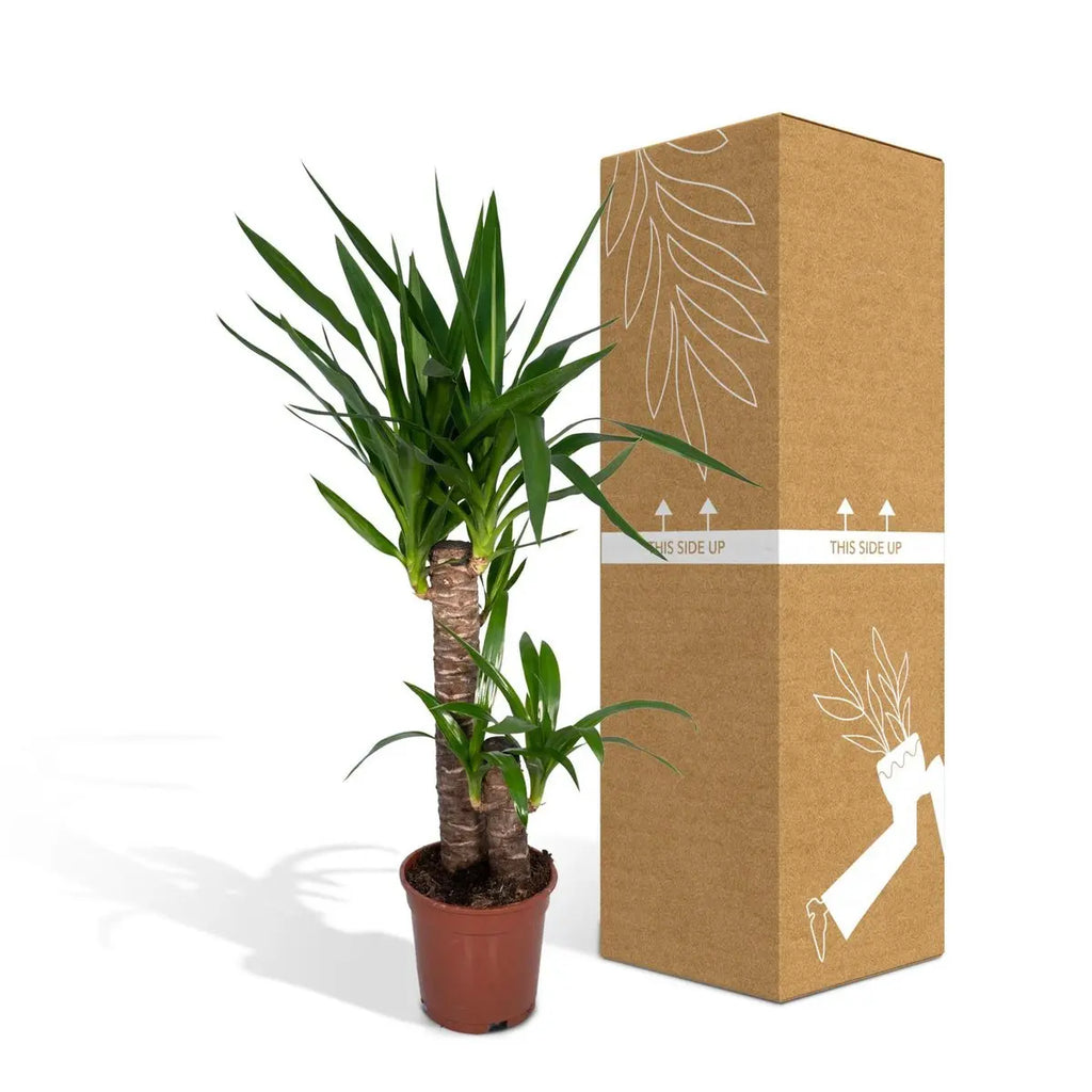 Yucca elephantipes Ø17 cm – ca. 85 cm, Palmlilie, pflegeleichte Zimmerpflanze - Pille Gartenwelt