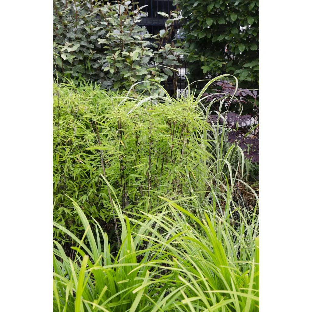 Carex Morrowii Irish Green - Ø14 cm - ↕30 cm | Zier-Gras