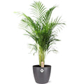 Dypsis lutescens (ARECA) - Ø24cm - ↕110 cm + Pot Brüssel D25x23cm - Antraciet MEERgroothandel Planten