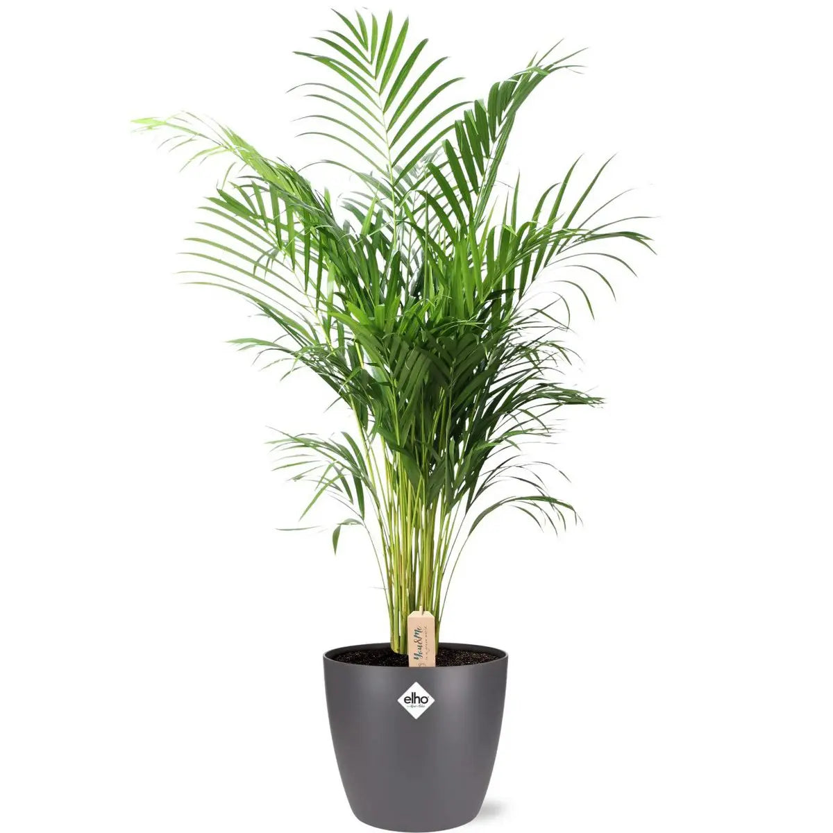 Dypsis lutescens (ARECA) - Ø24cm - ↕110 cm + Pot Brüssel D25x23cm - Antraciet MEERgroothandel Planten