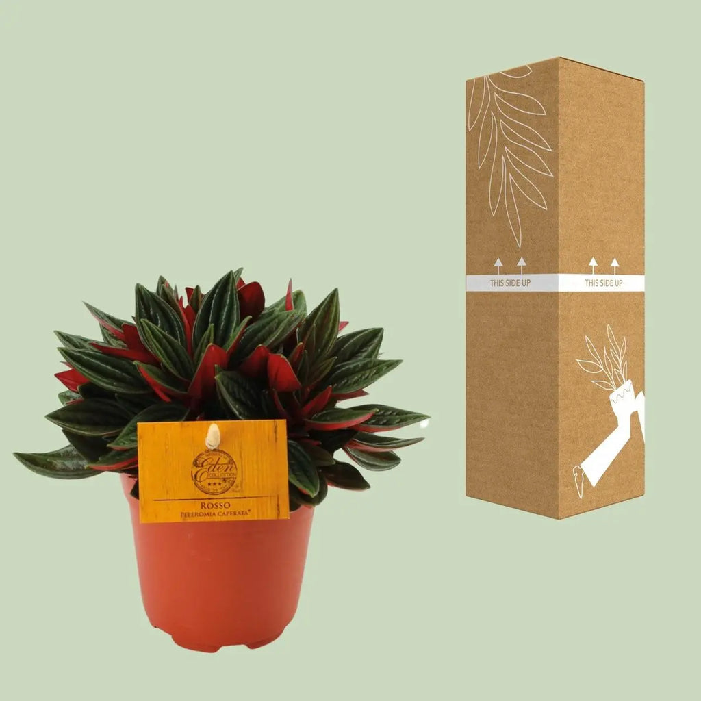Rote Kaperata -Peperomie - Ø11cm - ↕15cm