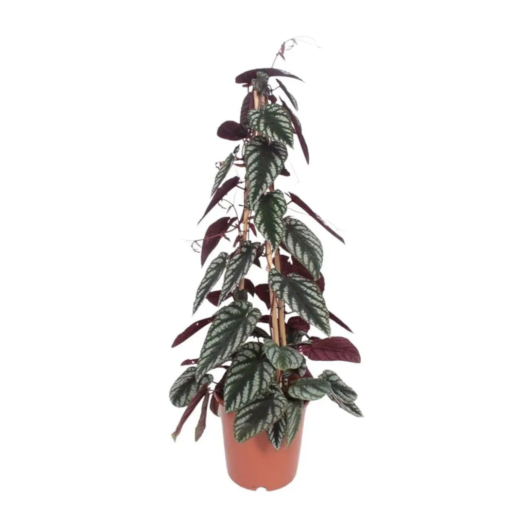 Cissus discolor Piramid – P24, ca. 100 cm – dekorative Kletterpflanze - Pille Gartenwelt