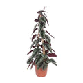 Cissus discolor Piramid – P24, ca. 100 cm – dekorative Kletterpflanze - Pille Gartenwelt