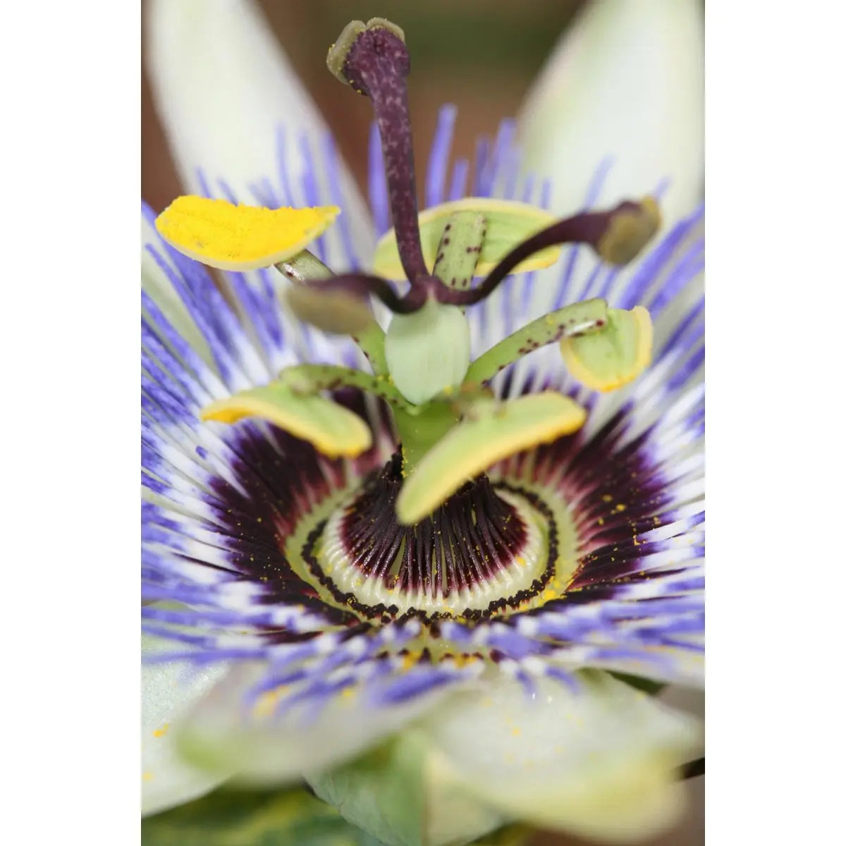 Passiflora Blau - ↨65 cm - Ø15 MEERgroothandel Planten