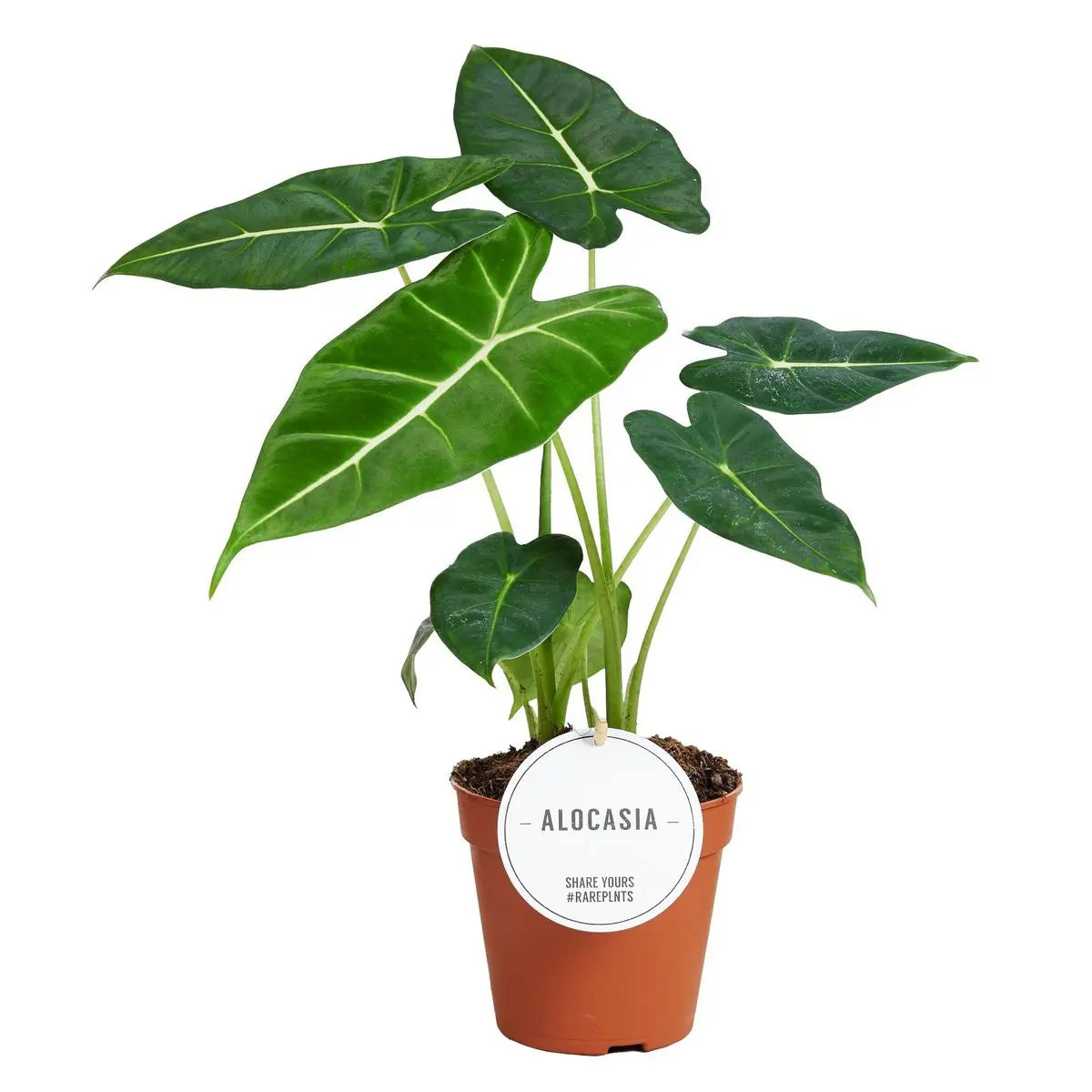 Alocasia Frydek - Ø12CM - ↕35 cm