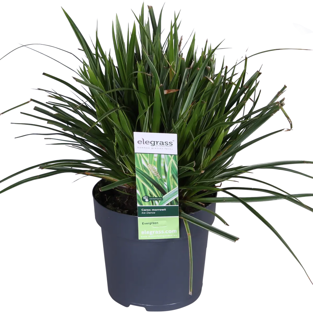 Zier-Gras Carex Morrowii 'Ice Dance' - Ø14cm - ↕30cm