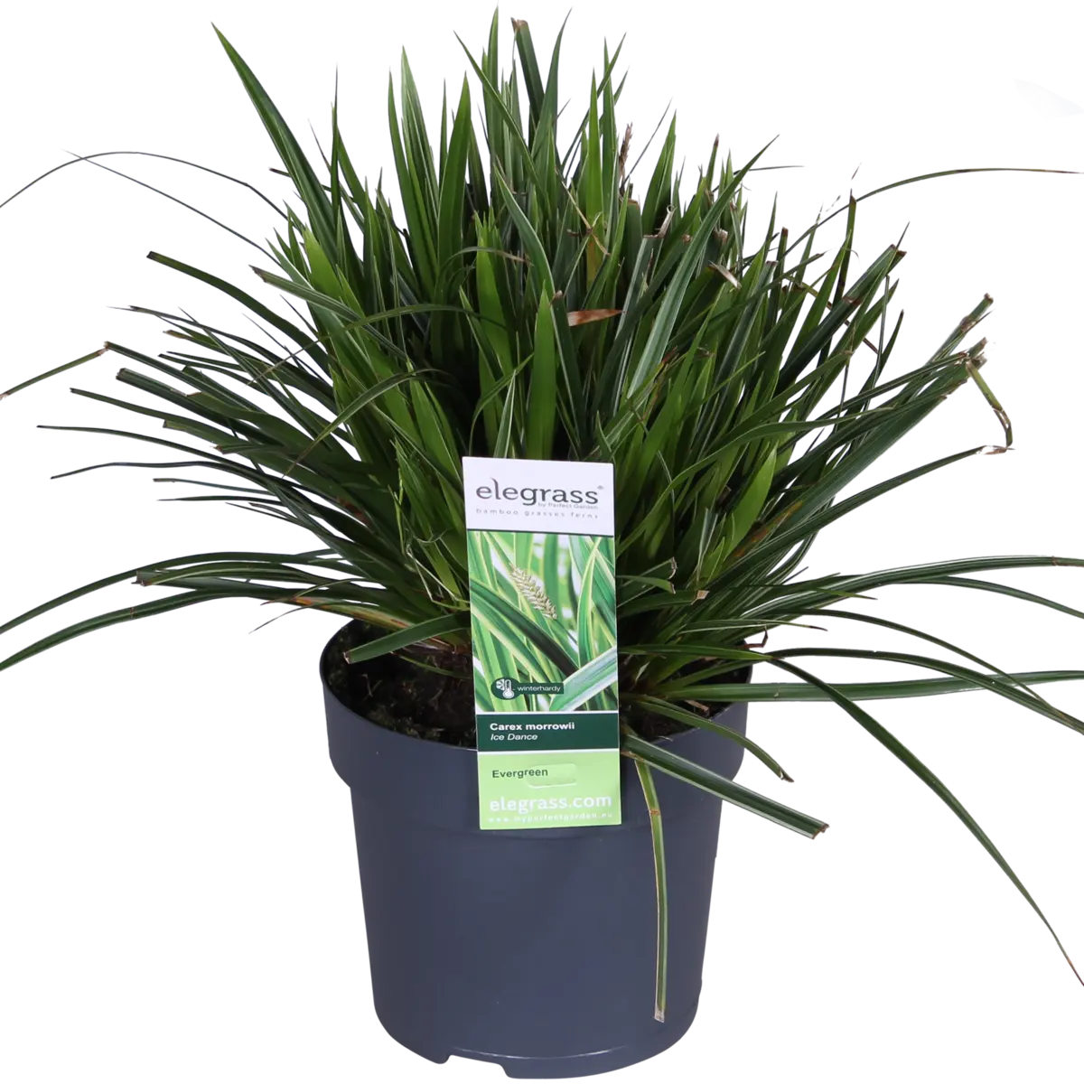 Zier-Gras Carex Morrowii 'Ice Dance' - Ø14cm - ↕30cm