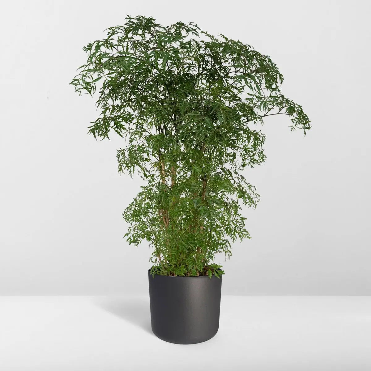 Polyscias Fruticosa - Aralia - Ø21cm - ↕75cm MEERgroothandel Planten