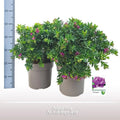 Polygala Struik [P24-H50] MEERgroothandel Planten