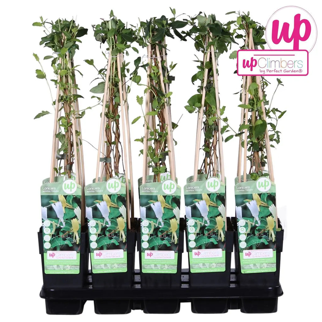 Lonicera japonica 'halliana' - Ø15cm - ↕65cm MEERgroothandel Planten