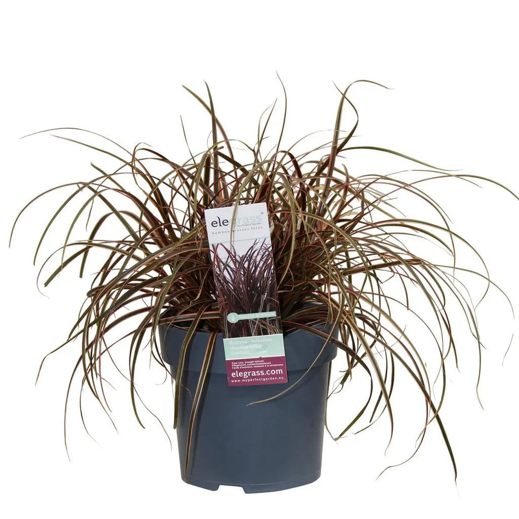 Uncinia rubra ‘Everflame’ Ziergras Mahaghoni-Gras - Ø19cm - ↕30-40cm