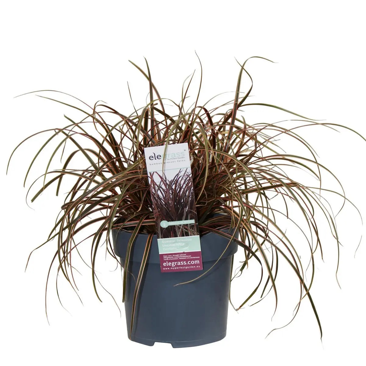 Uncinia rubra ‘Everflame’ Ziergras Mahaghoni-Gras - Ø19cm - ↕30-40cm