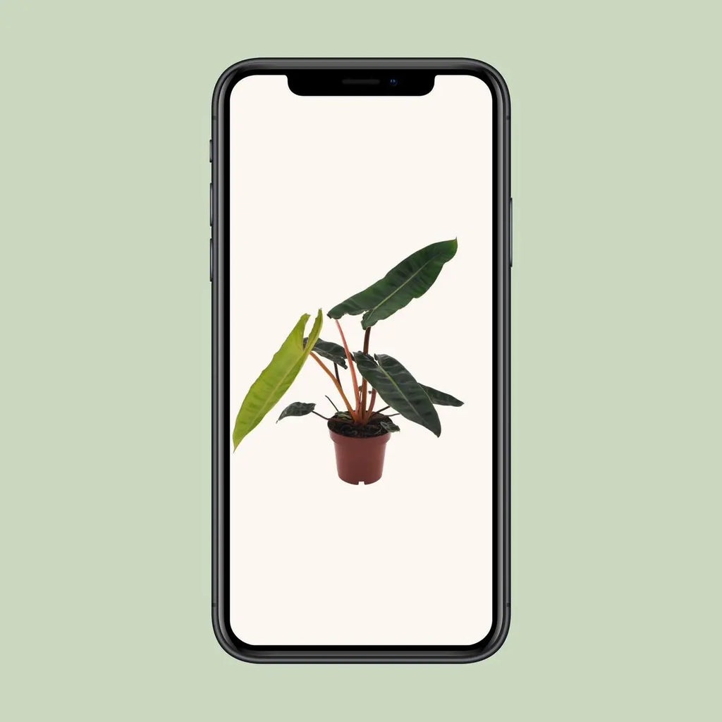 Philodendron Billietiae - Ø12cm - ↕25 cm MEERgroothandel Planten