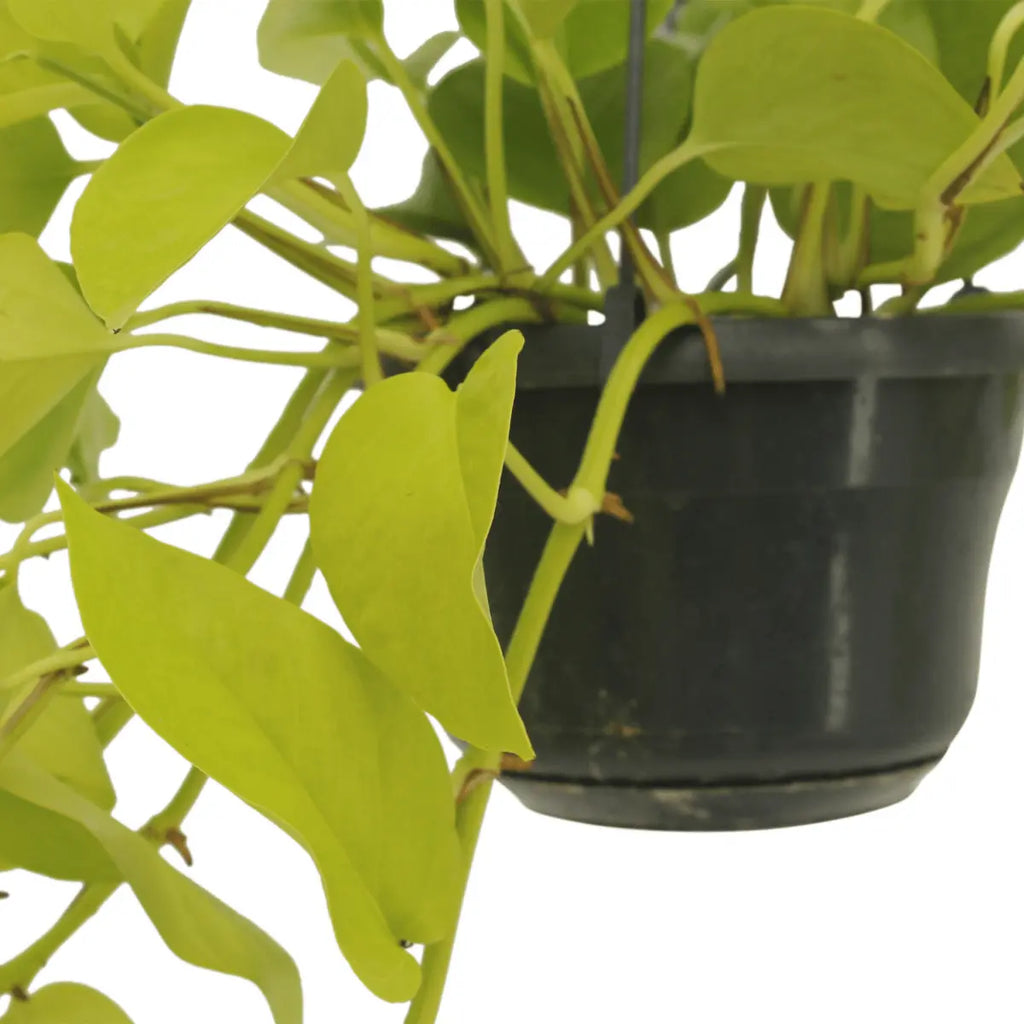 Epipremnum golden pothos (scindapsus) - 2 stuks - Ø15cm - ↕25cm MEERgroothandel Planten