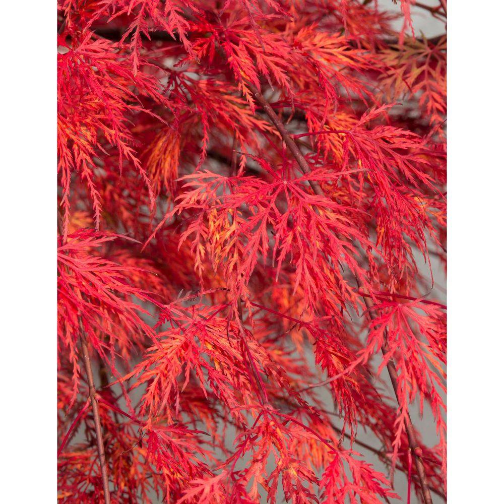 Acer palmatum ‘Emerald Lace’ (Japanischer Fächerahorn) – Ø30 cm – ca. 140 cm