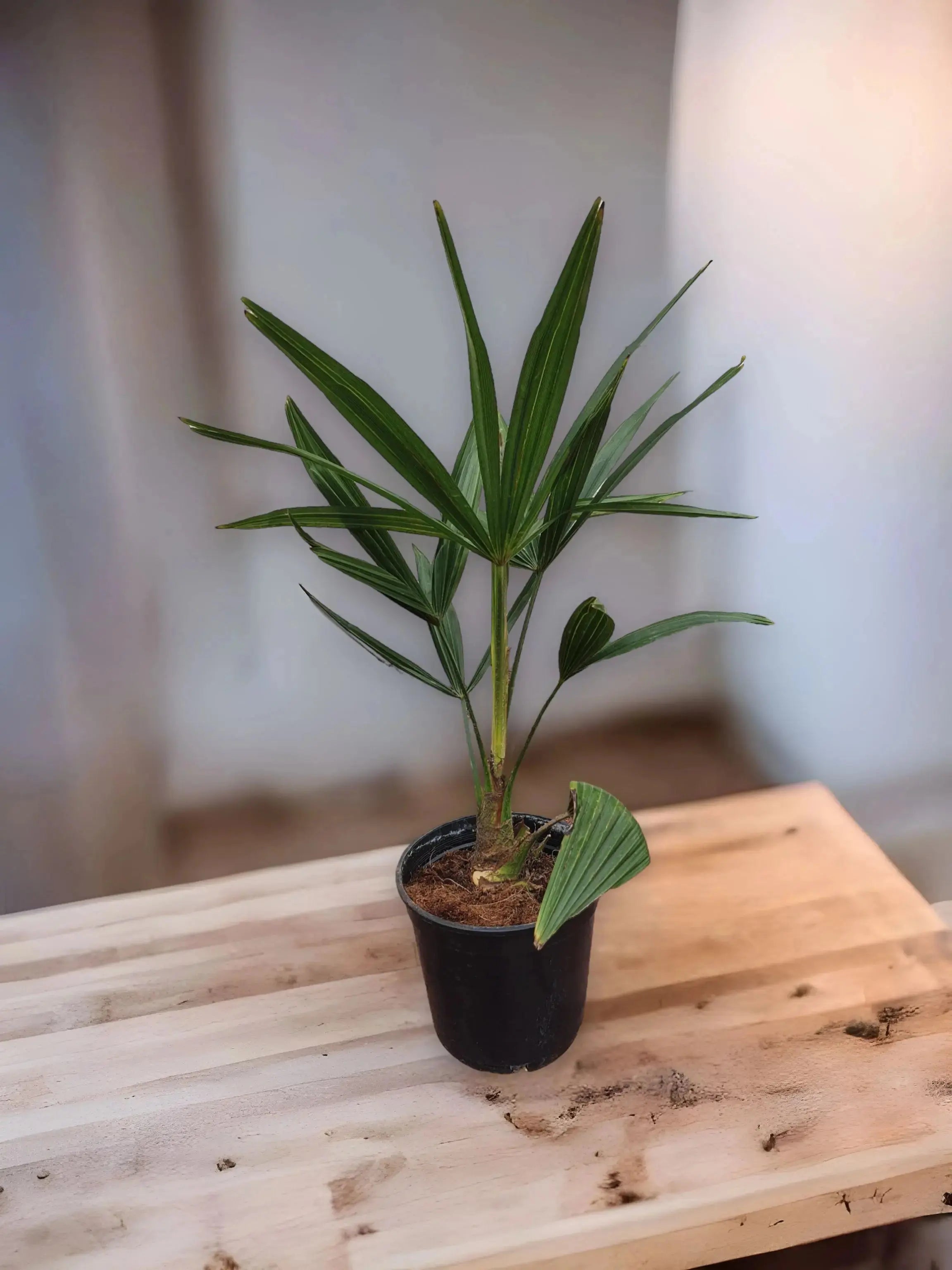 Trachycarpus fortunei - Chinesische Hanfpalme aus Freilandzucht