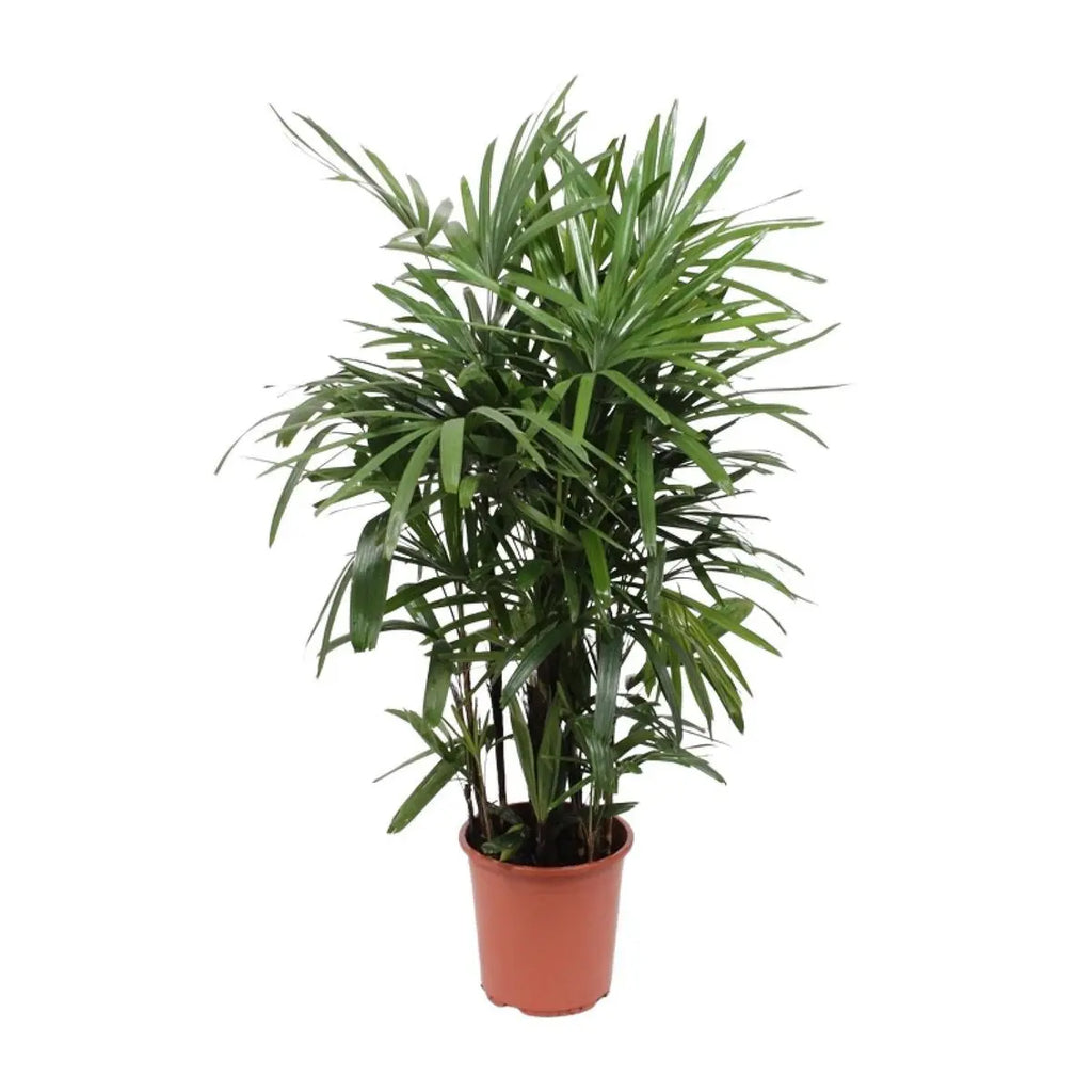 Rhapis Excelsa - Ø27cm - ↕120cm MEERgroothandel Planten