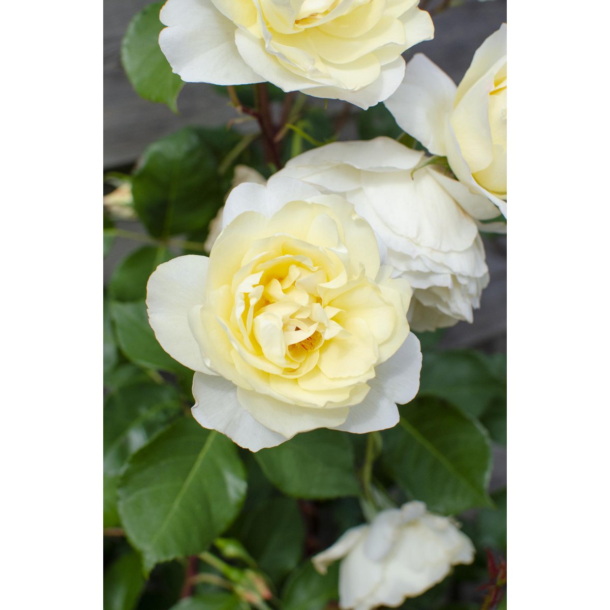 Rosa Crazy in Love 'Vanille' - Creme Kletter-Rose - Ø15cm - ↕65cm