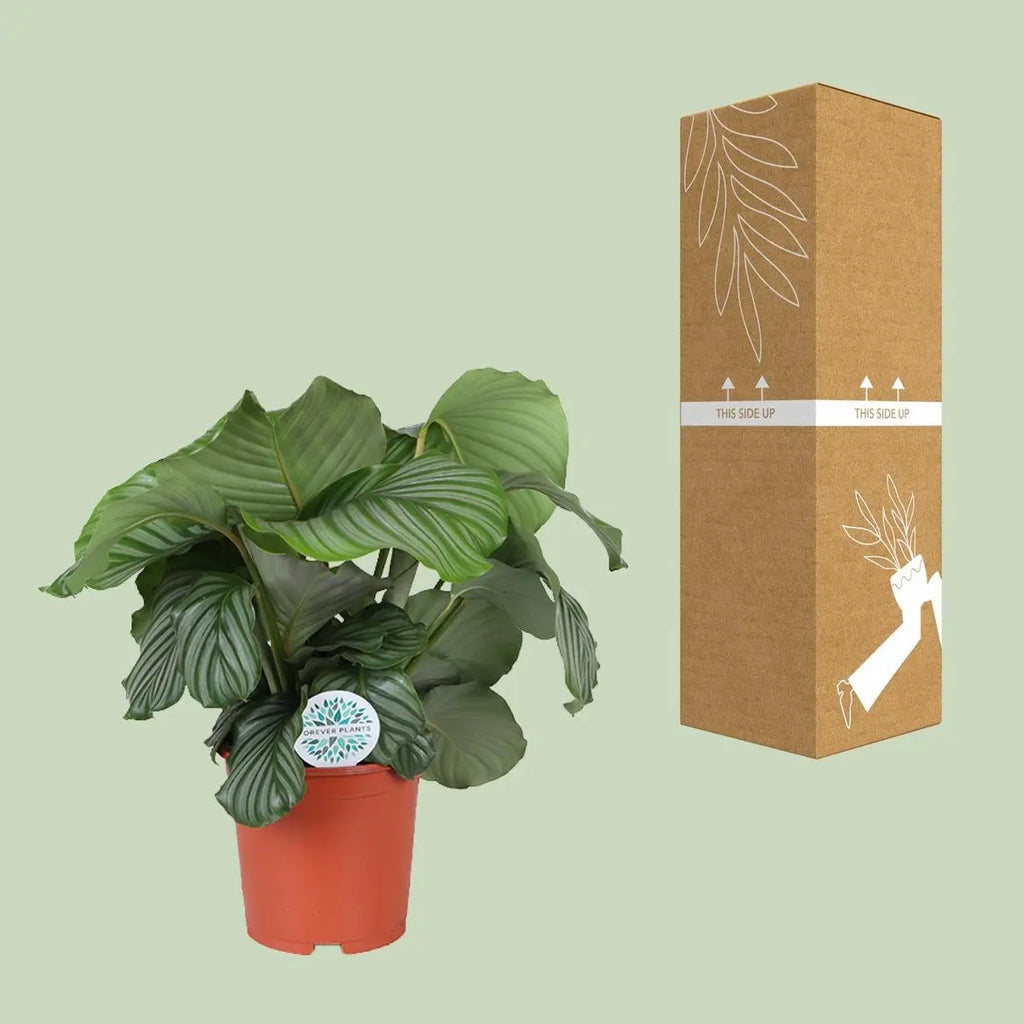 Calathea orbifolia - Ø21cm - ↕70 cm MEERgroothandel Planten