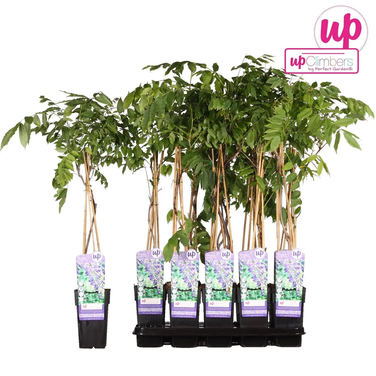 Wisteria sinensis 'prolific' - blauer Regen - Ø15 cm - ↕65 cm - Pille Gartenwelt
