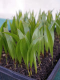Trachycarpus fortunei - Chinesische Hanfpalme aus Freilandzucht