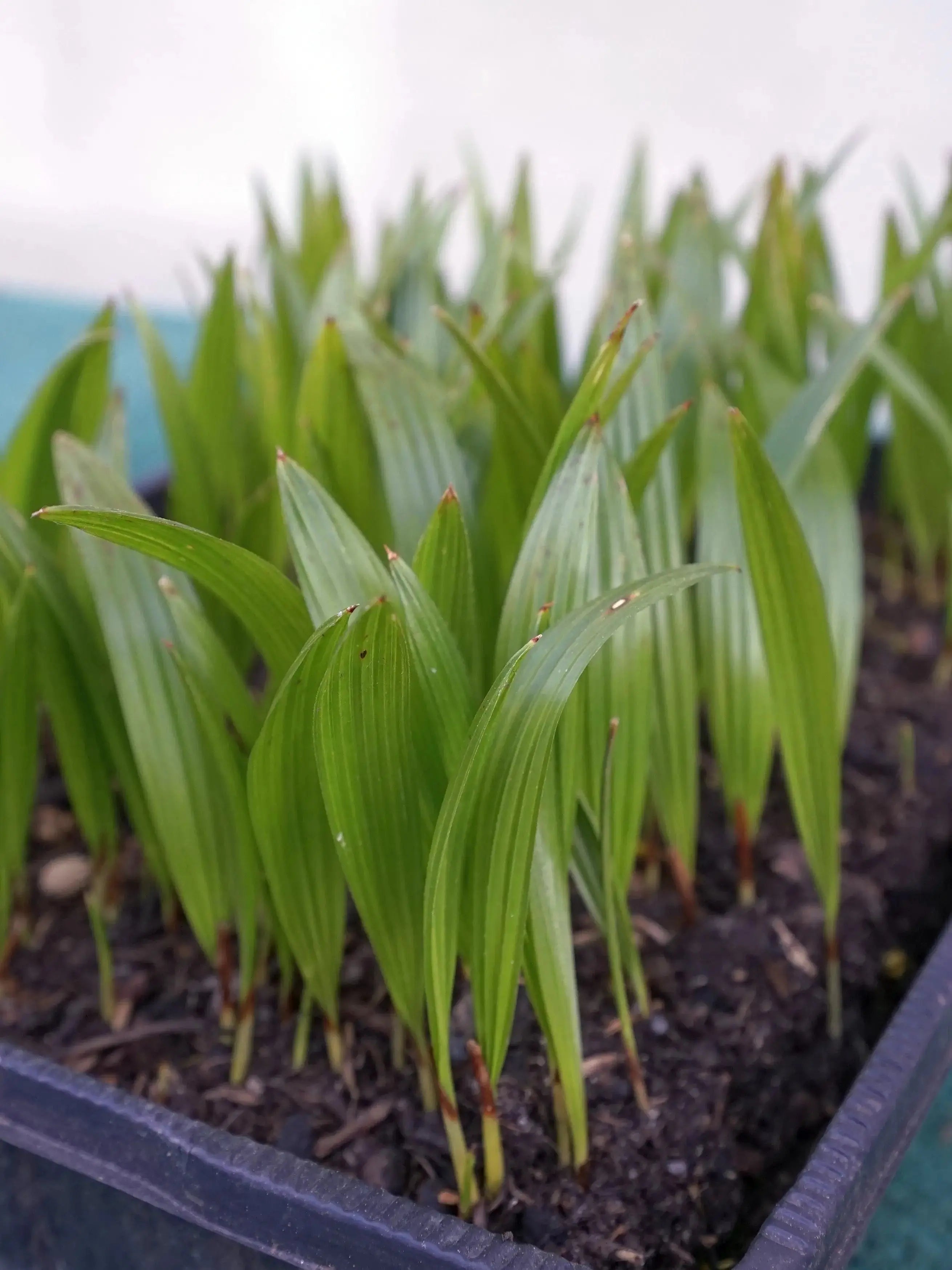 Trachycarpus fortunei - Chinesische Hanfpalme aus Freilandzucht