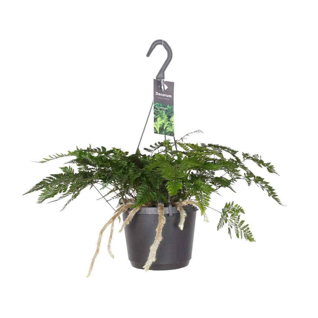 Davallia bullata (Hasenpfotenfarn) im Ø17 cm Topf freigestellt auf weißem Hintergrund, ca. 30 cm