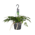 Davallia bullata (Hasenpfotenfarn) im Ø17 cm Topf freigestellt auf weißem Hintergrund, ca. 30 cm