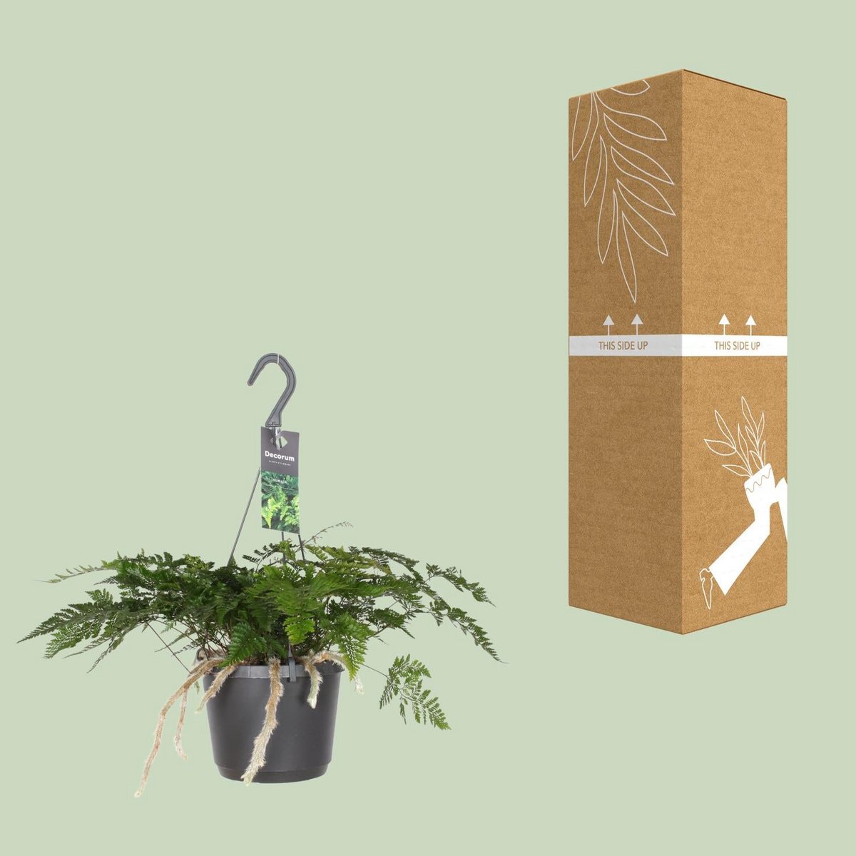 Davallia bullata neben bruch- und transportsicherer Versandverpackung