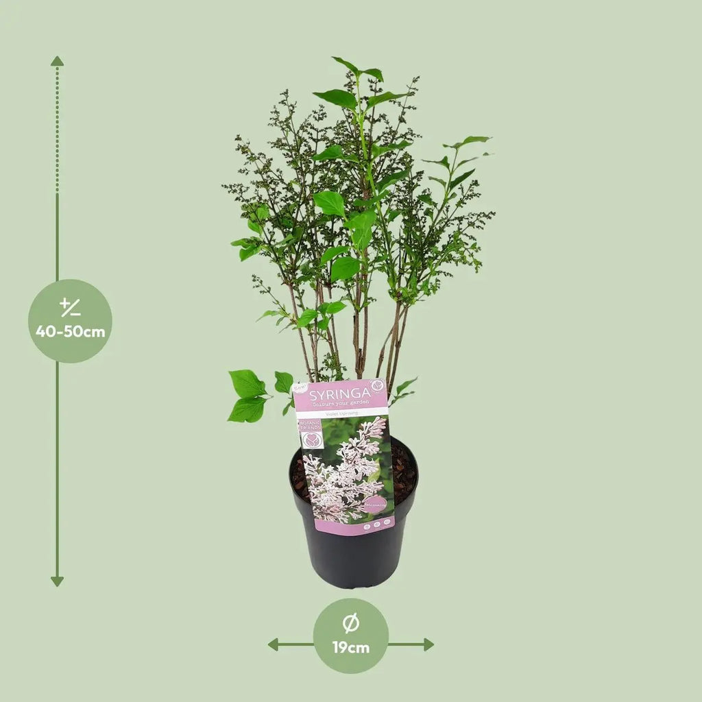 Syringa patula ‘Violet Uprising’  - Ø19cm- ↕35cm | Koreanischer Flieder - Pille Gartenwelt