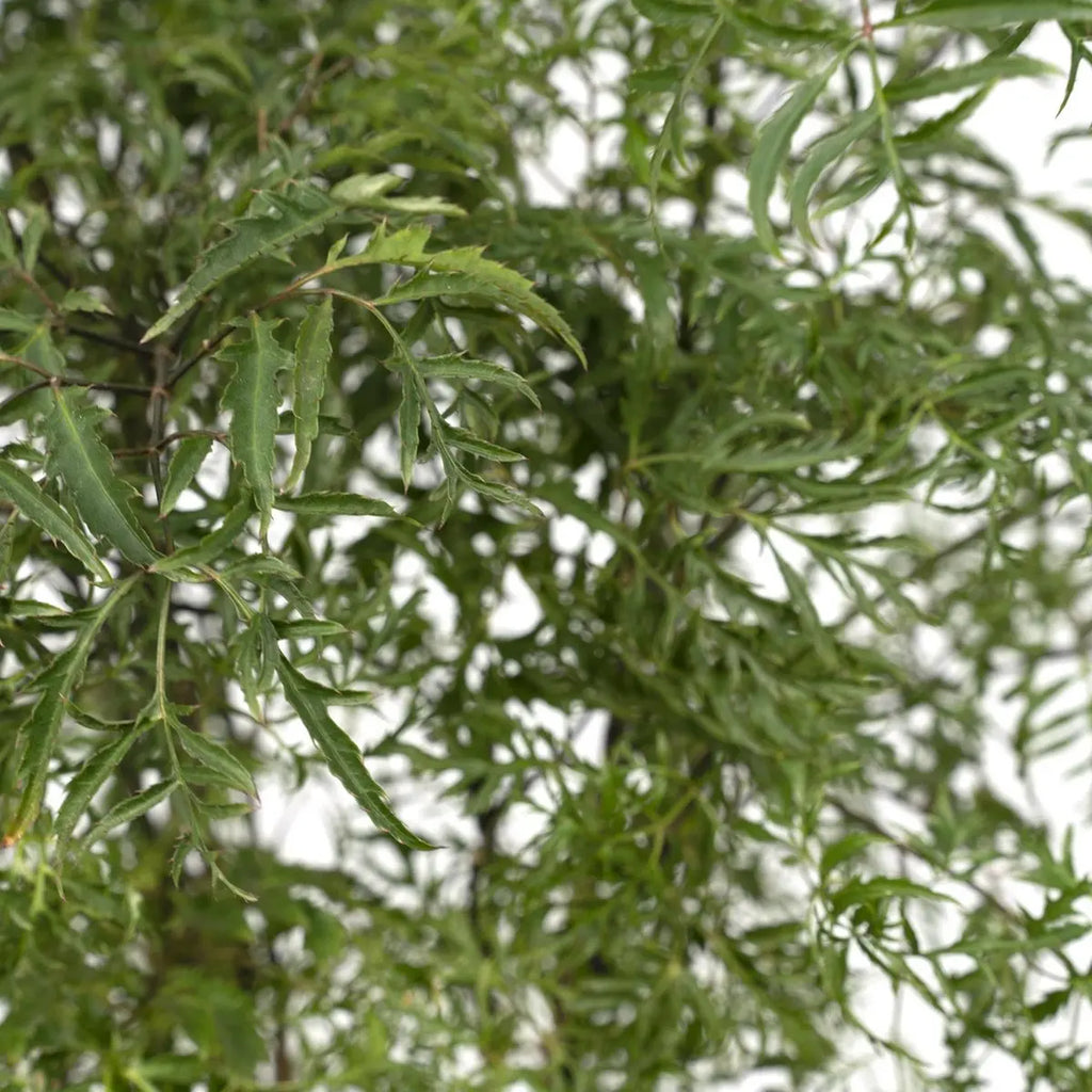 Polyscias Fruticosa - Aralia - Ø21cm - ↕75cm MEERgroothandel Planten