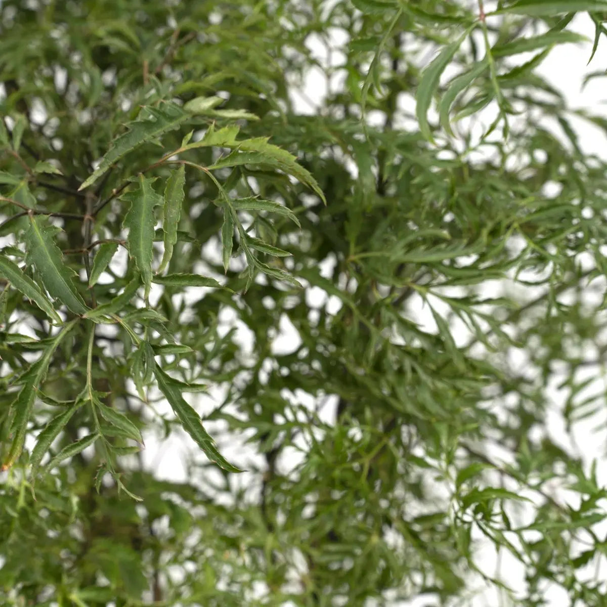 Polyscias Fruticosa - Aralia - Ø21cm - ↕75cm MEERgroothandel Planten