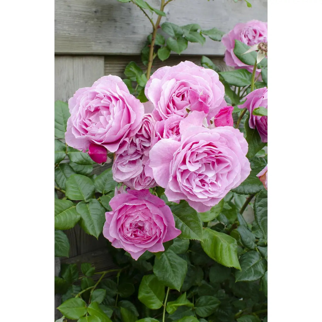 3x - Rosa Crazy in Love 'Pink' - ↨65cm - Ø15 MEERgroothandel Planten