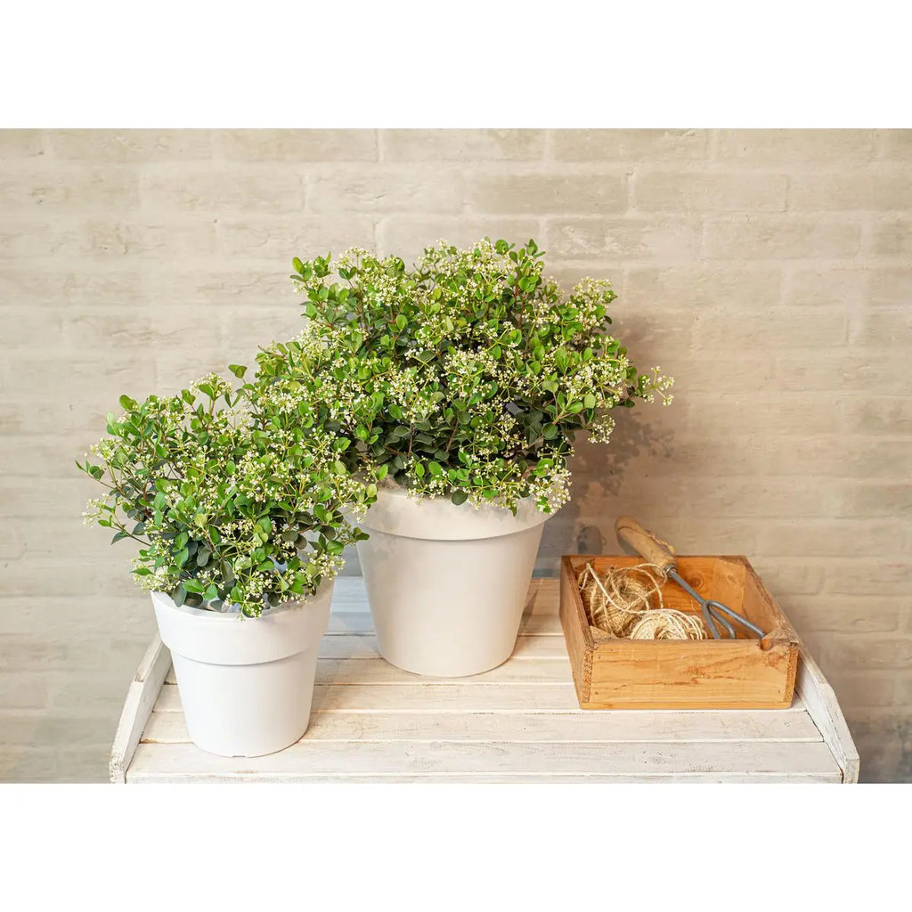 Viburnum 'Fairy Stars'® - ↕20cm - Ø13 cm | Immergrüner Schneeball, kompakt & blühfreudig - Pille Gartenwelt