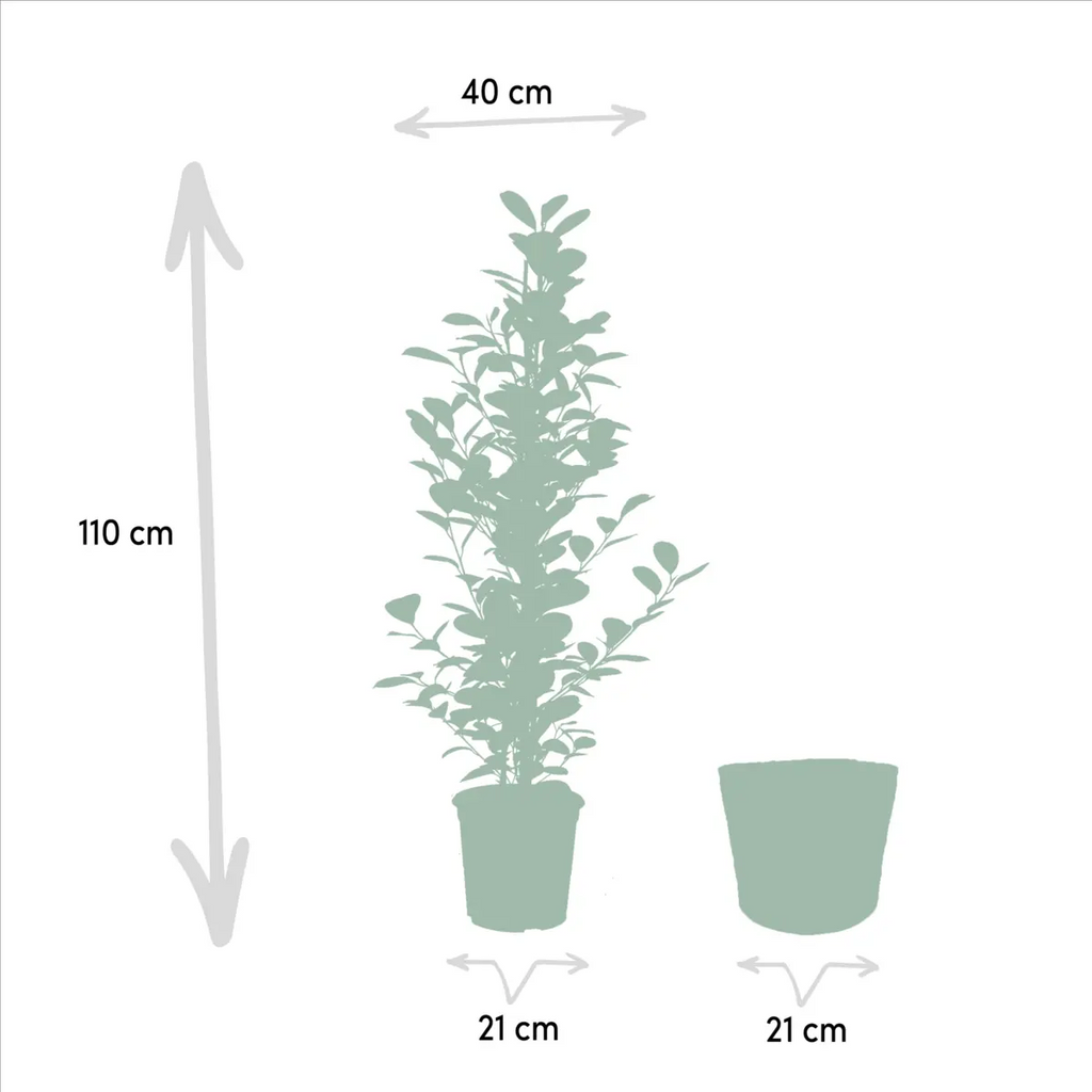 Größen-Anzeige der ficus benjamina Pflanzen bei Lieferung