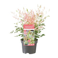 Nandina domestica (Himmelsbambus / Heiliger Bambus) 'Twilight' ® - ↕30cm - Ø19cm - Pille Gartenwelt