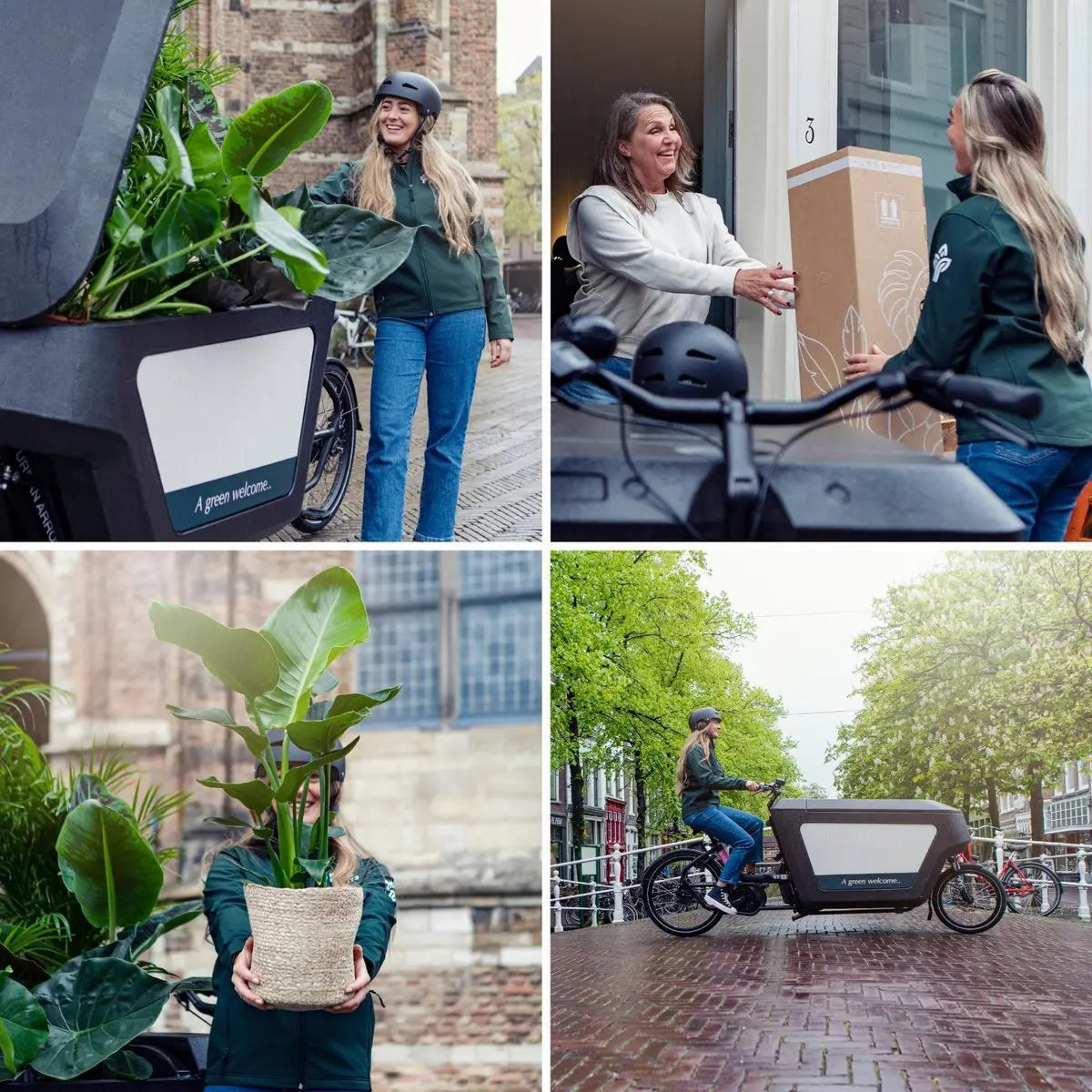 Clusia in Samoa -Glas mit LED -Beleuchtung - Ø4cm - ↕10 cm MEERgroothandel Planten